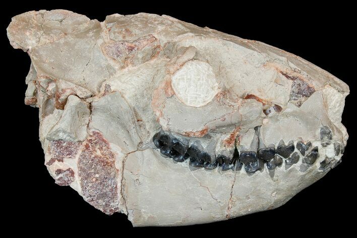 Fossil Oreodont (Merycoidodon) Skull - Wyoming #175650